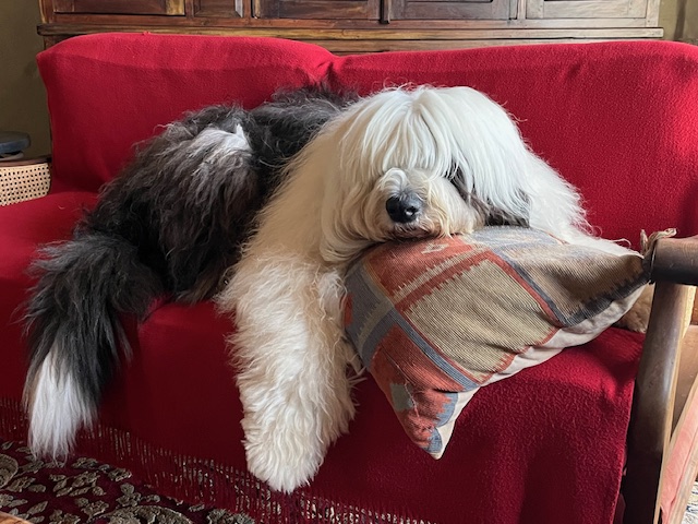 Meet Barnaby
